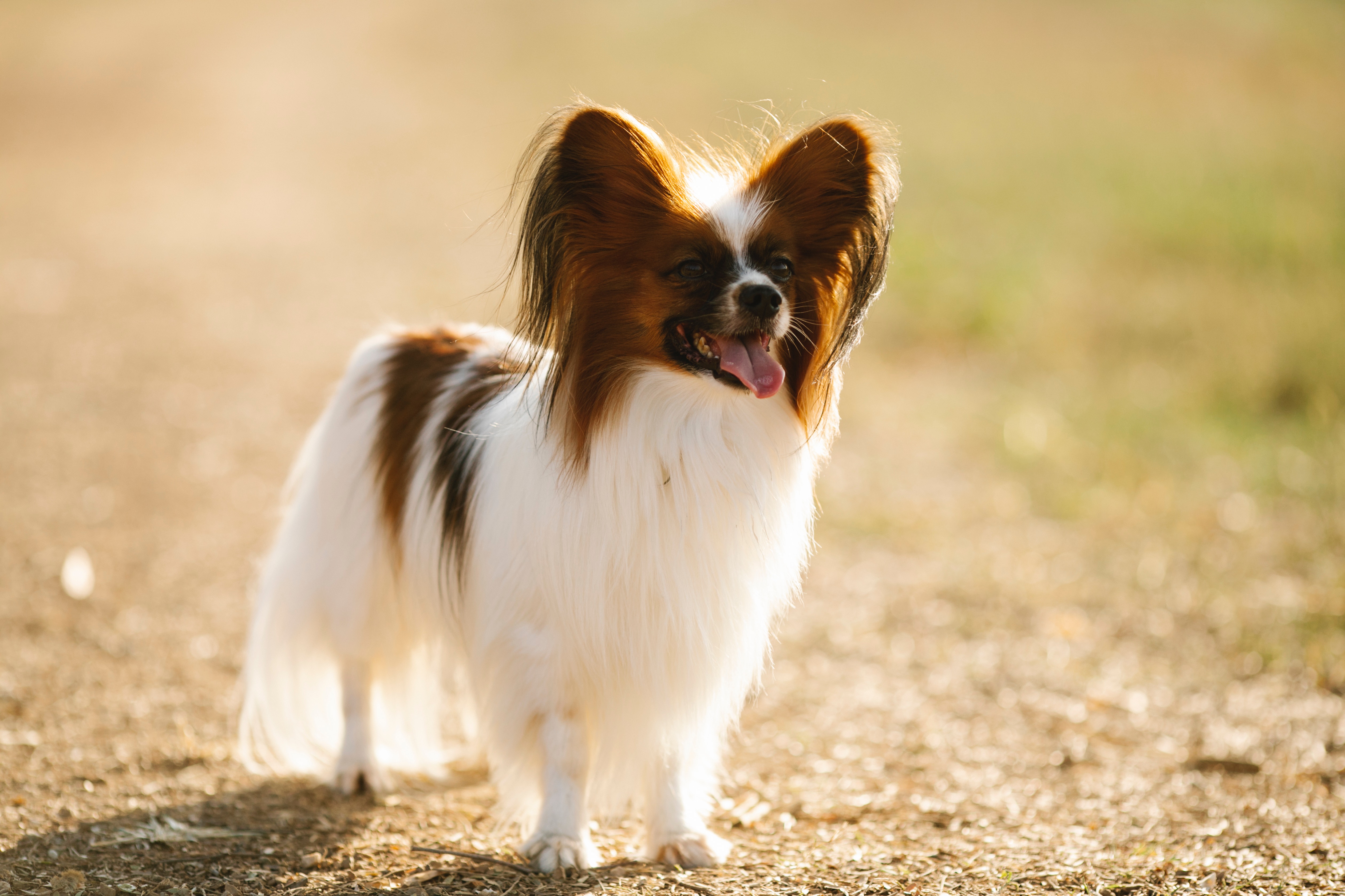 Papillon, ne příliš častá rasa psa